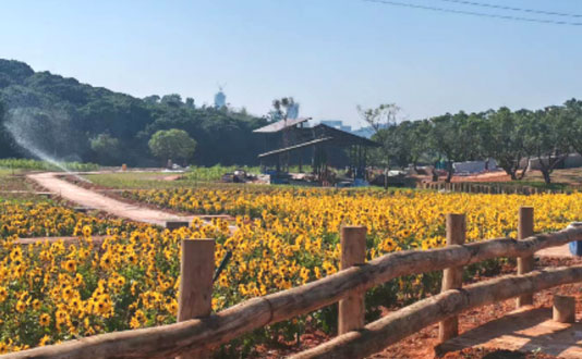 环西丽湖绿道全线贯通！深城交打造120万㎡生态人居新示范