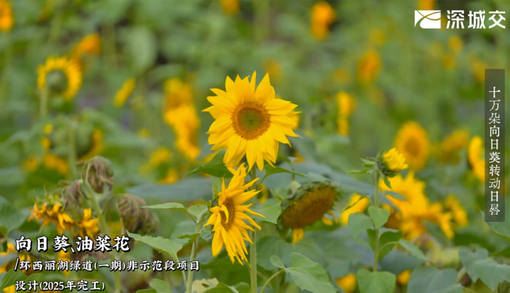 西丽湖绿道织春，深城交邀您共赴一场花漾生态交响